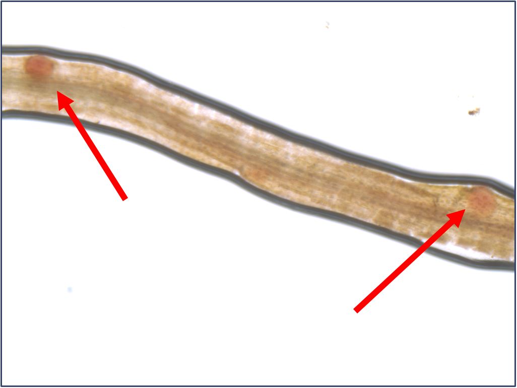 NRK nematode